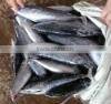 New W/R frozen bonito 300-400g