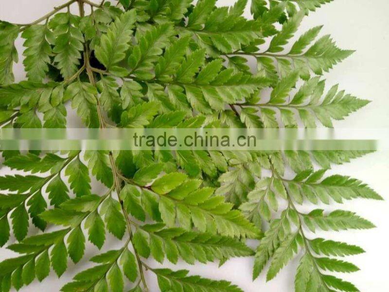 Best Selling Decorative Cut Leaf Learth Fern For Wedding Car Wholesale From YUNNAN