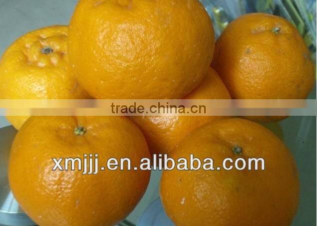 Sweet Nanfeng Baby orange