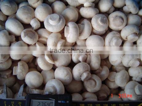 Chinese IQF Frozen Whole White Champignon Mushroom