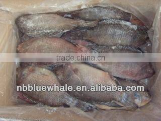 Fresh water black tilapia, IQF Tilapia Fillets