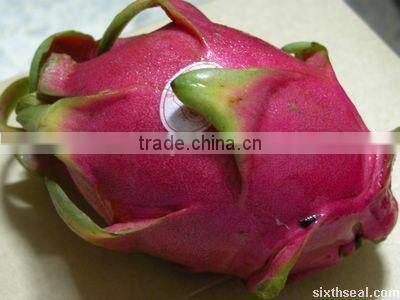 Fresh Dragon Fruit - new crop with premium quality