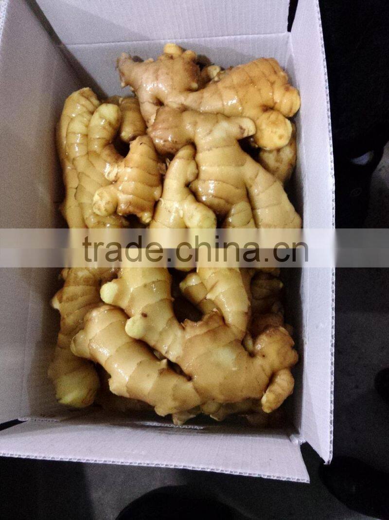 Chinese Fresh ginger High quality