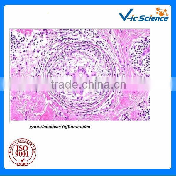 Cell biological culture prepared slides