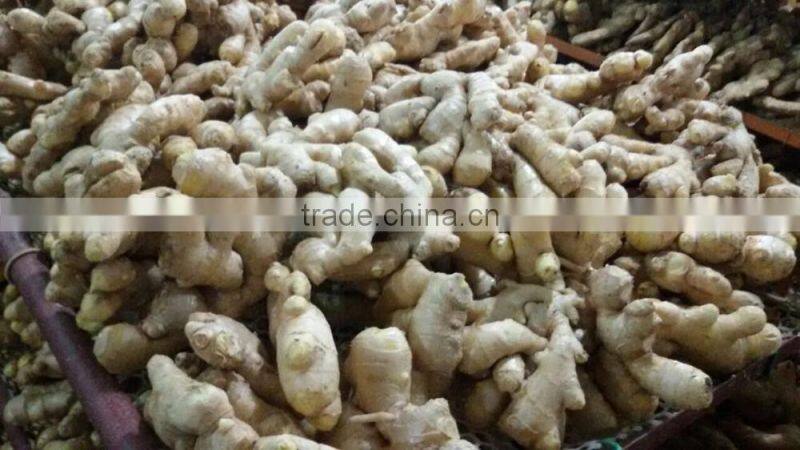 chinese mature ginger price of fresh ginger