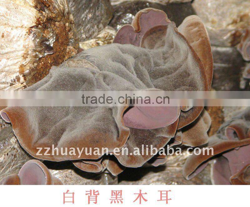 White at the back of the black fungus