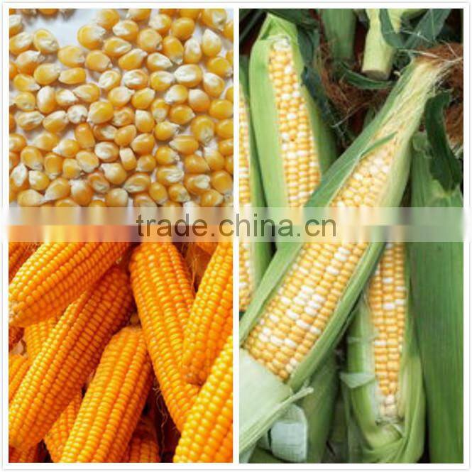 Multifunctional corn peeler and sheller machine hot selling used for agriculture