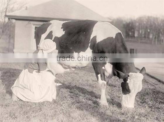 milk bucket single cow portable milking machine