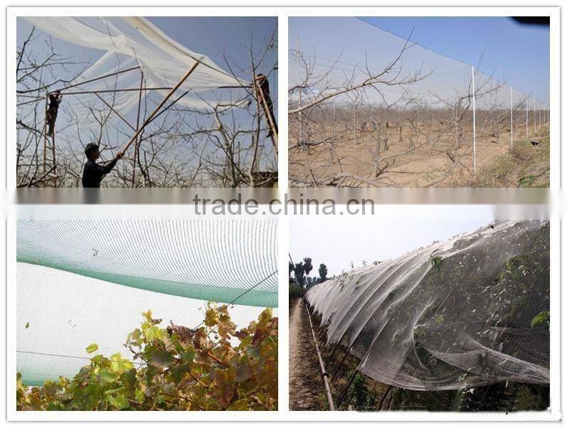 apple tree hail guard net /protection net for trees with competitive price