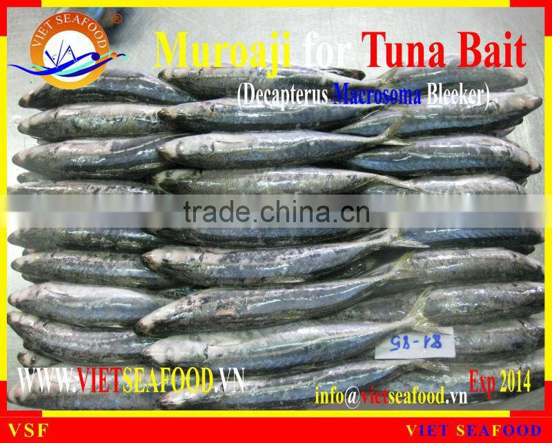 FROZEN W/R MUROAJI FOR TUNA BAIT