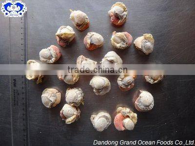 IQF,frozen scallop meat with roe and skirt