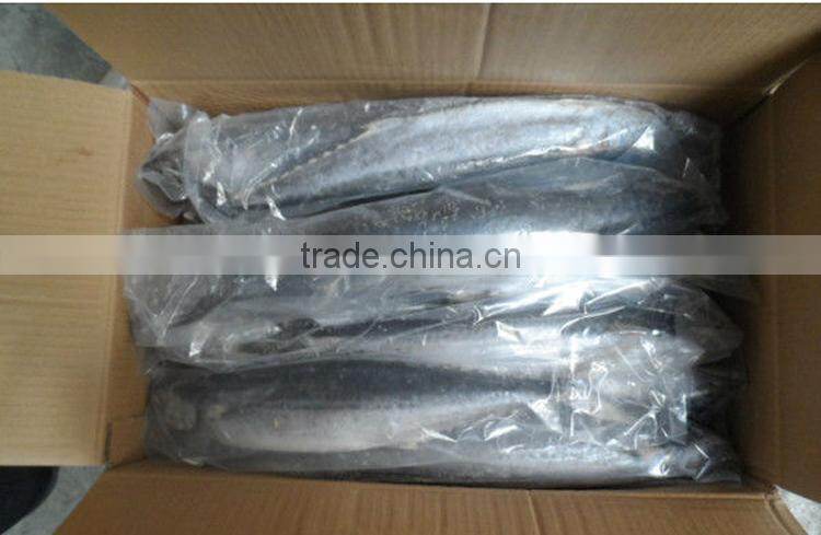 frozen spanish mackerel+frozen pacific mackerel