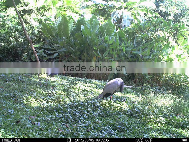 Waterproof IPX6 Play Sounds Hunt Cams