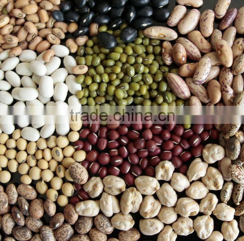 Purple Speckled Kidney Beans new 2014