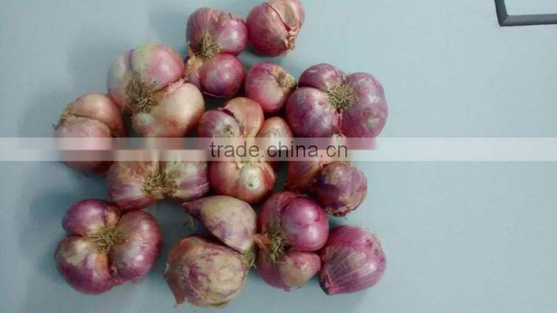 Exporters of Indian Janda Onion