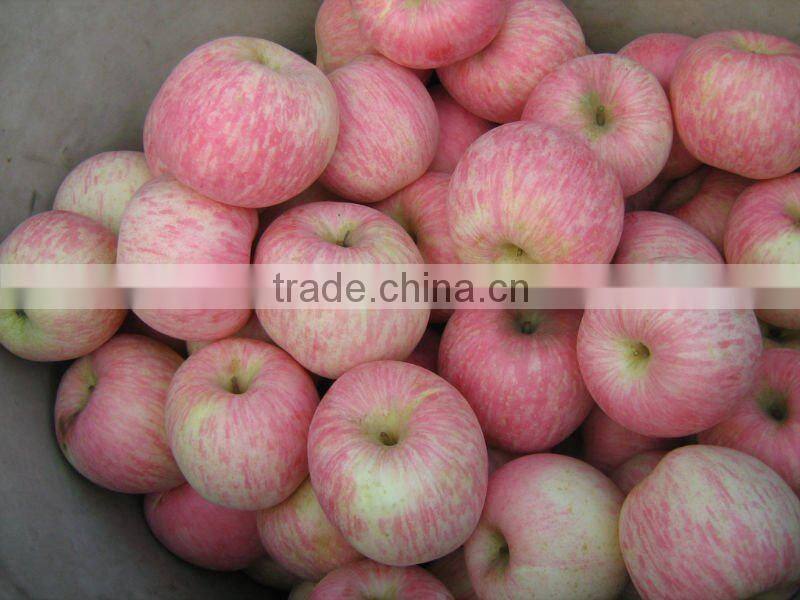 fuji apple in 18/20 carton