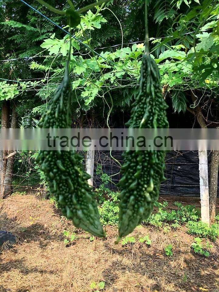 PALLAVI F1 Hybrid Bitter Gourd Seeds