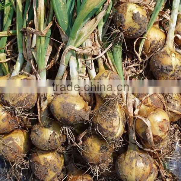 AON011 Huangyan early maturity hybrid onion seeds price