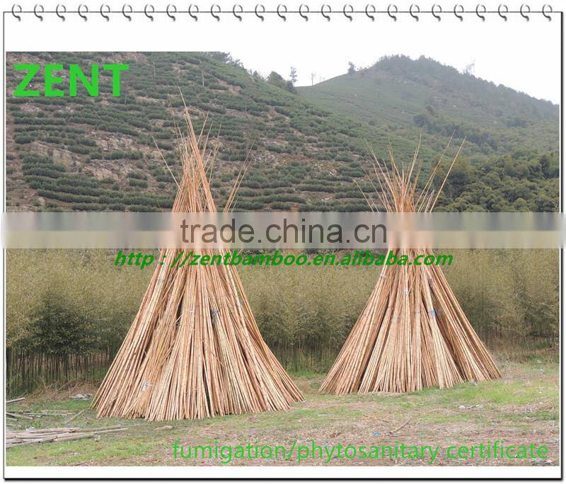 ZENT-137 raw bamboo poles/dry bamboo poles