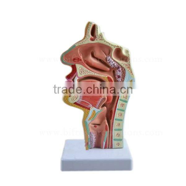 Mouth Nose Throat Pharynx Education Human Body Anatomy ENT Model