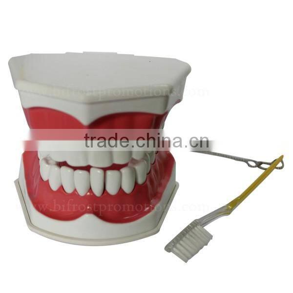 Handmade Plastic Dental Jaws Human Teeth Model
