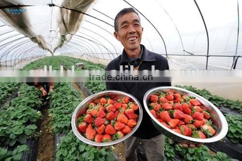 Commercial Used Galvanized Steel Frame Multi Span Greenhouse/Invernadero