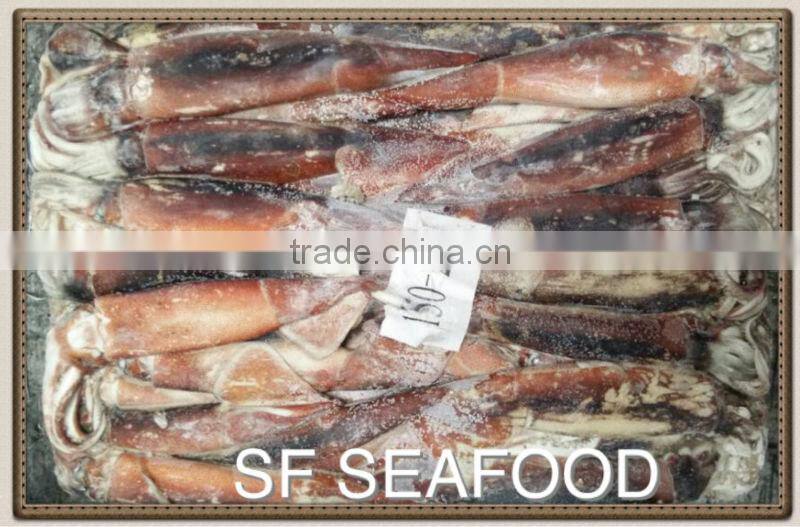 high protein illex squid