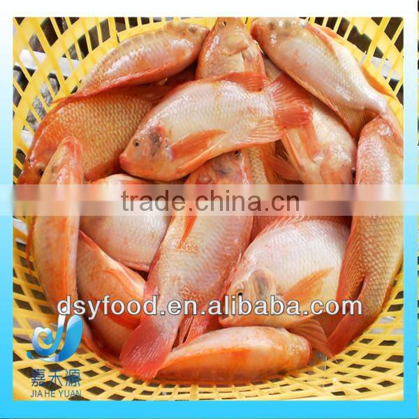 Frozen fresh small whole round red tilapia