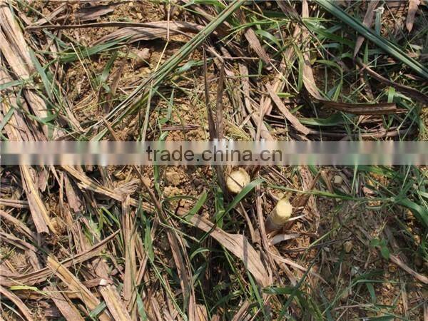 Factory supplying directly low price new sugar cane harvester/mini cane harvester with top leaf chopper