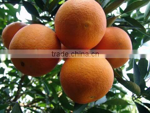 New crop fresh navel orange from Best Food