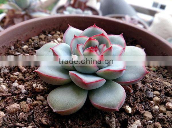 Echeveria pulidonis of succulent plants