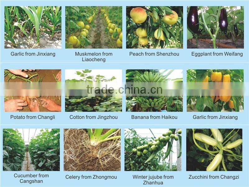 Seaweed extract water soluble fertilizer NPK20-20-20+TE