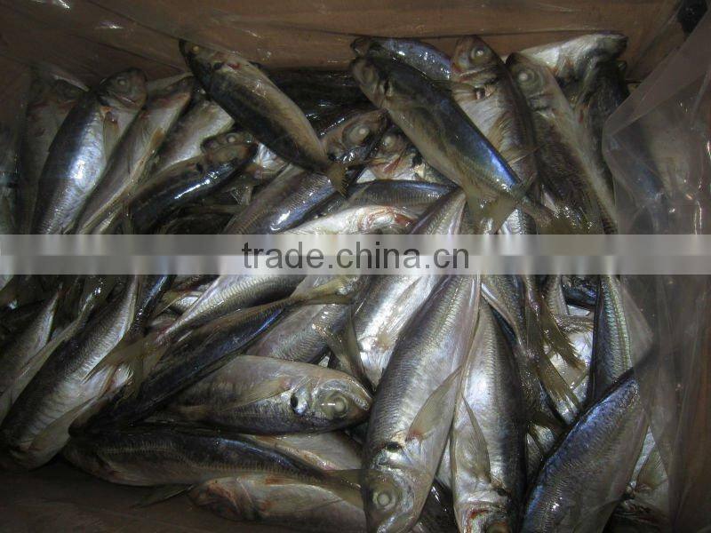 Frozen fish spanish mackerel