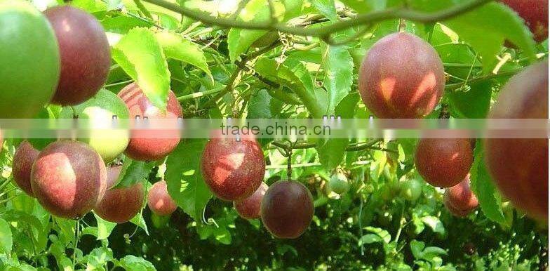 Fresh Passion Fruit - High quality - New Crop 2014