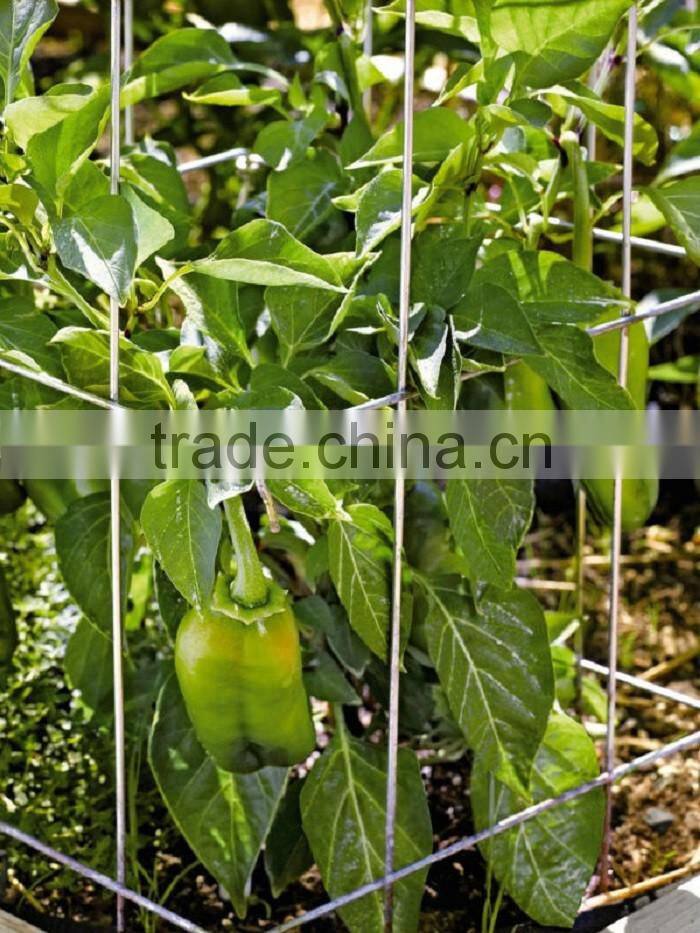 china FY brand produce circle tomato cages plant support for export