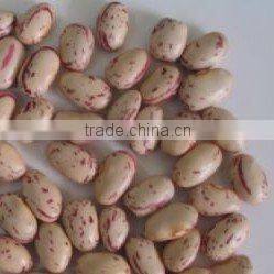 Light Speckled Kidney Bean 2010 long shape