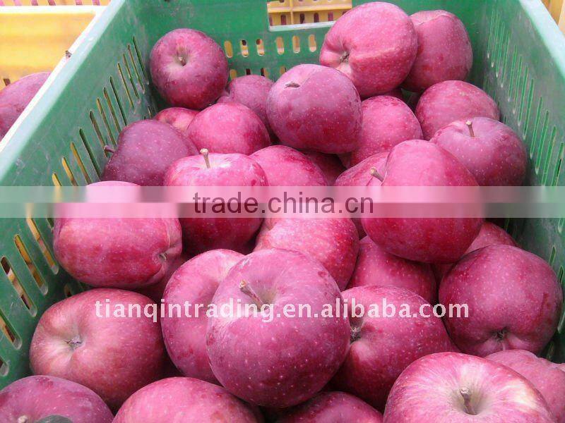 red delicious apple