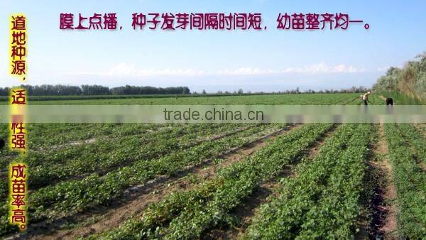 High Germinaiton Rate Licorice Root Seed Glycyrrhiza Uralensis Seeds For Cultivation