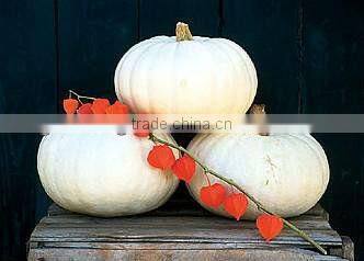 2013 crop snow white pumpkin seed