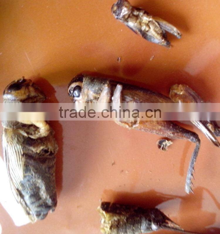 Pet food suppliers dried crickets //dried mealworms //dried grasshopper