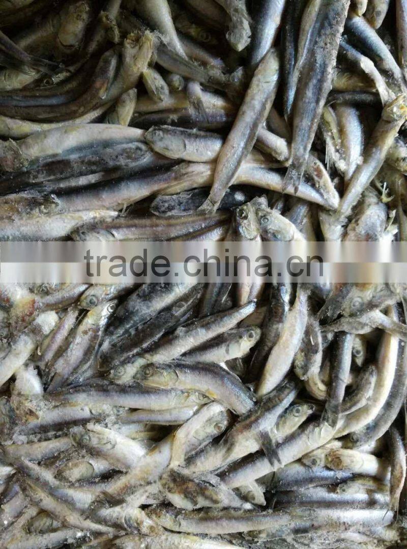 hot sales Land frozen anchovy