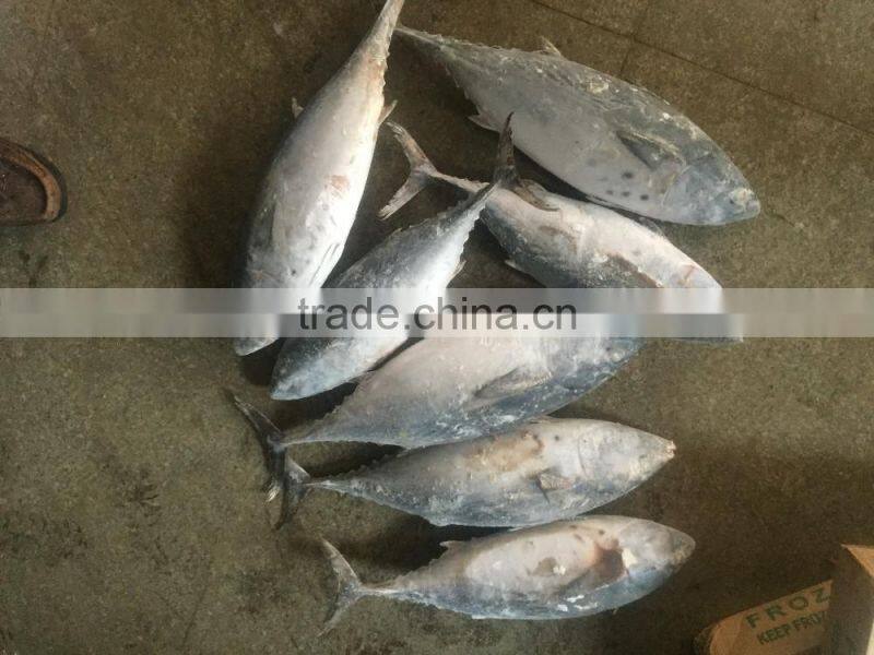 Hot Sale Whole Round Seafrozen High Quality Bonito Tuna