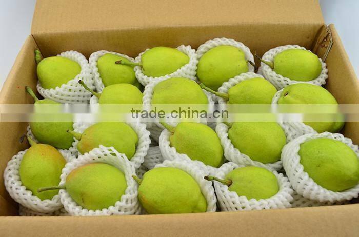 Top quality fresh pear for sale