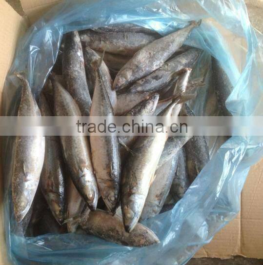 cheap price size 200-300g/pcs whole round frozen mackerel