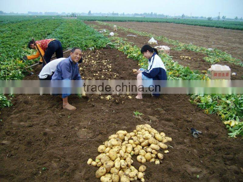 whole sale big quantity fresh yellow potato (chinese)