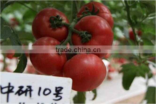 Super High Yield Top Quality Hybrid F1 Indeterminate Growth Big Pink Tomato Seeds For Growing-Zhong Yan No.10