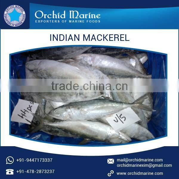 Rich Quality Safe to Consume Delicious Frozen Mackerel Fish