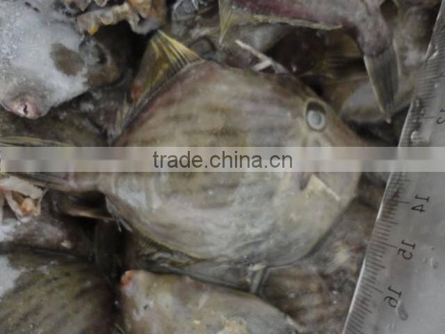 frozen leather jacket fish