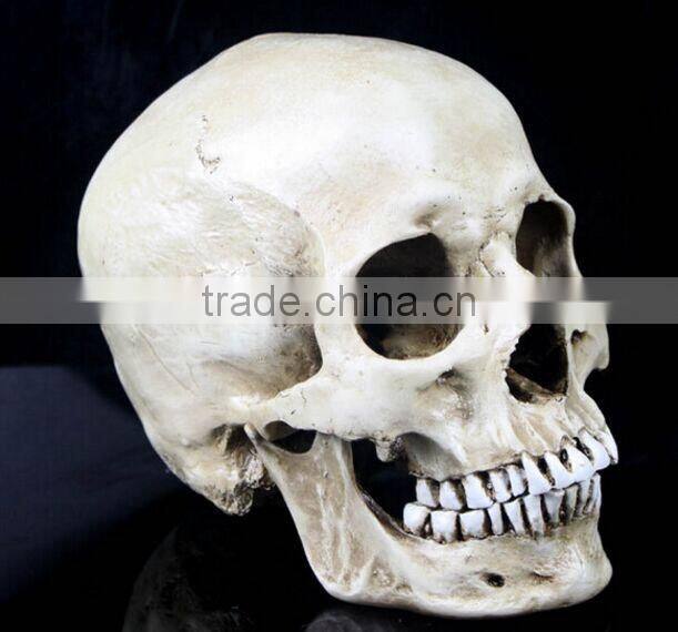 Human Resin Skull Model for Halloween