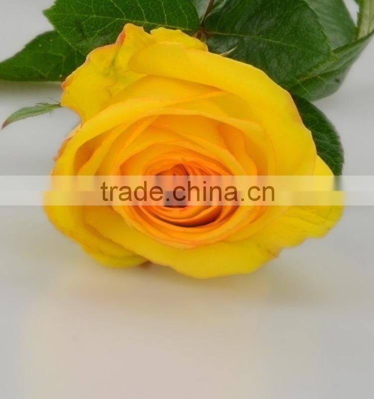 Fashionable Yellow Crown real touch rose yellow roses
